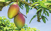 buy mangoes online in Pakistan