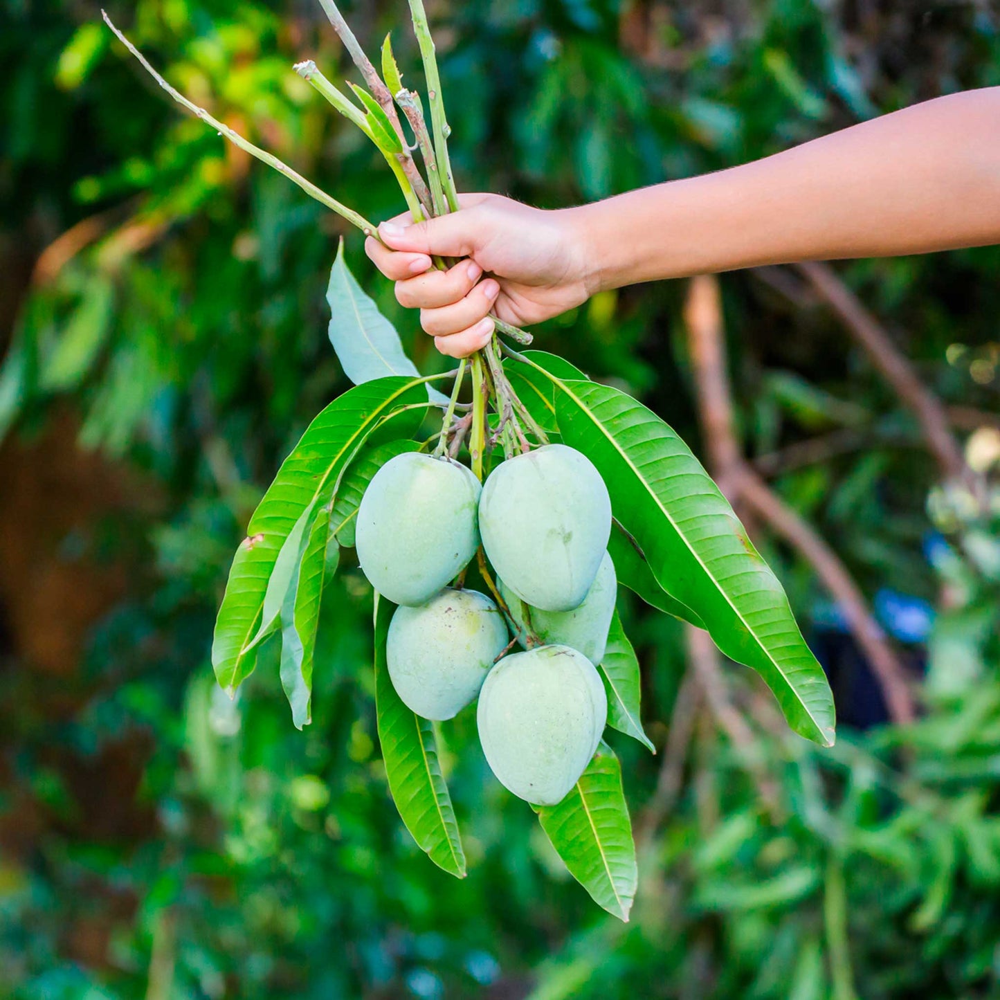 Multan's Anwar Ratol Mango