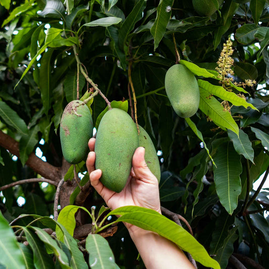 Multan's Chaunsa Mango (Available Now)
