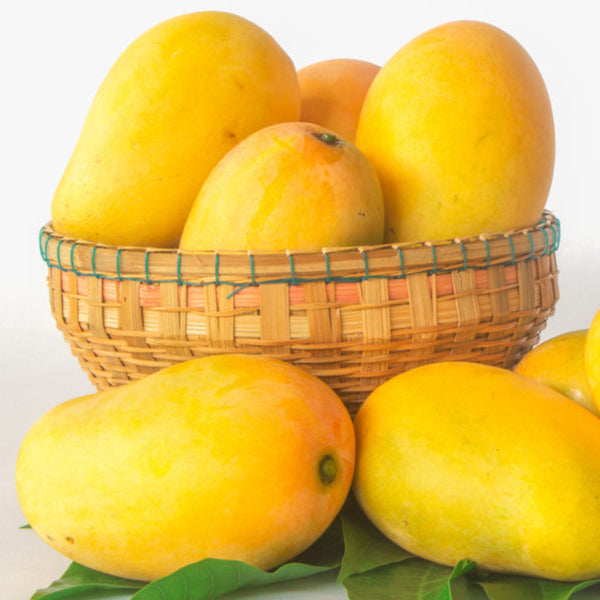 mangoes in pakistan