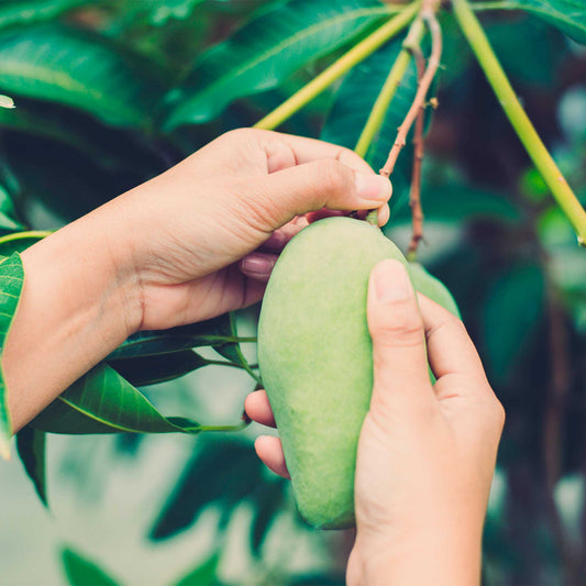 Multan's Sindhri Mango