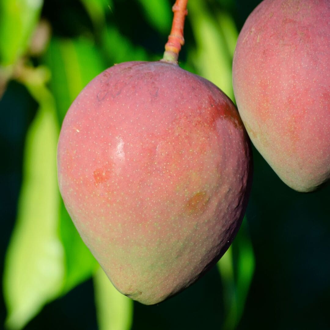 Multan's Lal Badshah Mango (From 1st August)